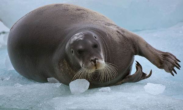 Морской-заяц-Описание-и-особенности-морского-зайца-4