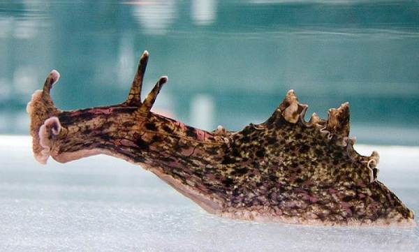 Морской-заяц-Описание-и-особенности-морского-зайца-7