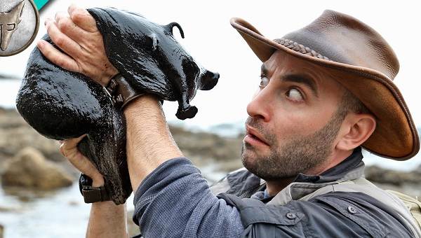 Морской-заяц-Описание-и-особенности-морского-зайца-8