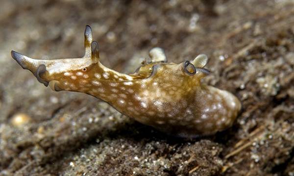 Морской-заяц-Описание-и-особенности-морского-зайца-9