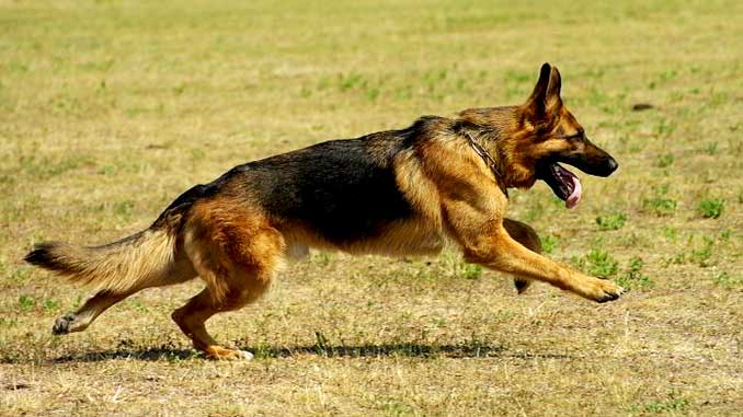 фото немецкой овчарки