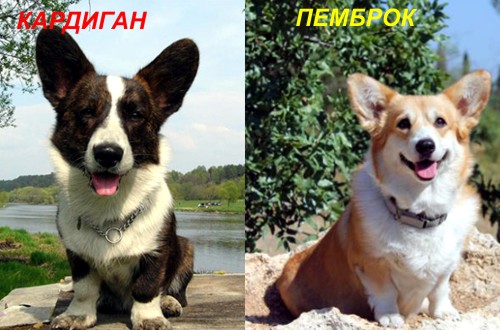 отличия в окрасе и шерсти