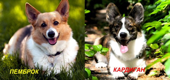 голова и морда различие у кардигана и пемброка