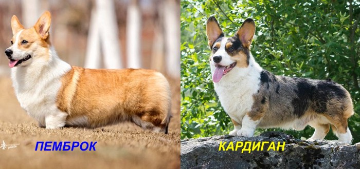 телосложение вельш-корги