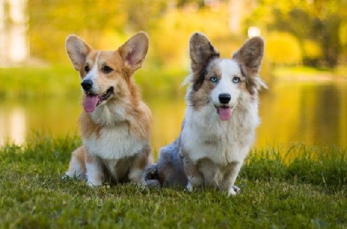 малыши корги на лужайке