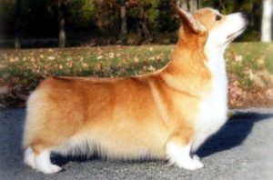 Куцехвостый пемброк