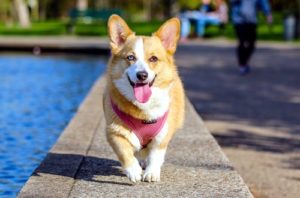 пемброк с разными глазами