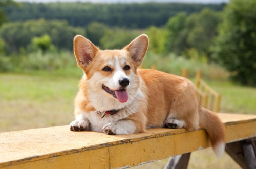 пемброк похожий на лису