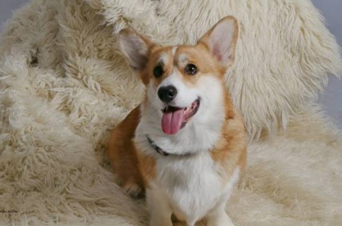 красавец пемброк