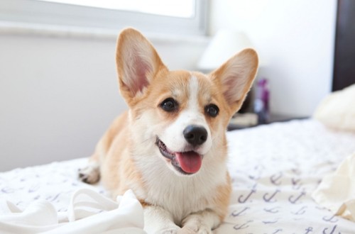 вельш корги в квартирных условиях