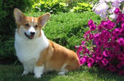 пемброк в саду с цветами