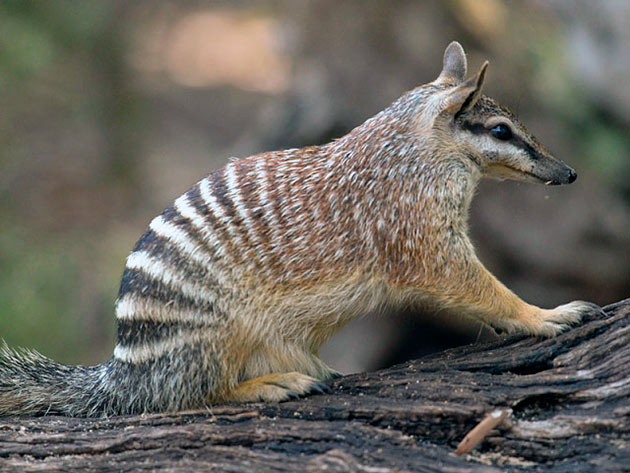 На сегодняшний день популяция намбата многочисленна и он занесен в красную книгу На сегодняшний день популяция намбата многочисленна и он занесен в красную книгу