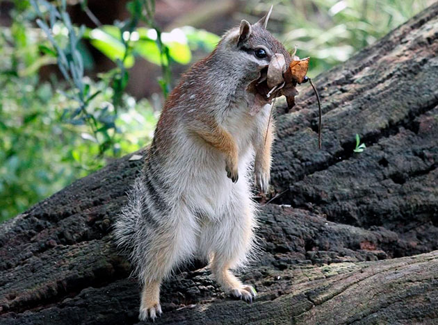 Основная пища намбата - термиты, реже муравьи Основная пища намбата - термиты, реже муравьи