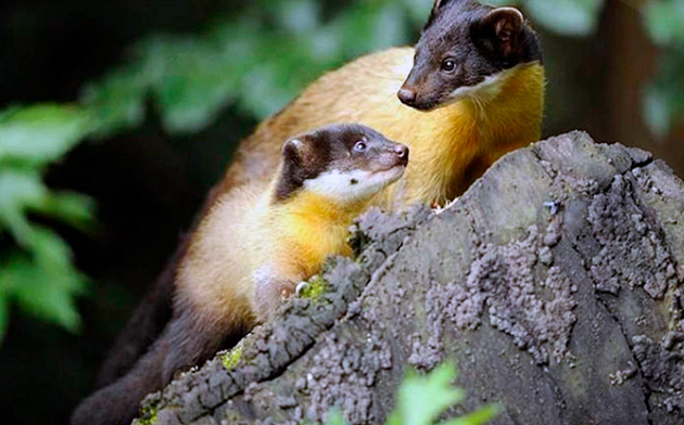 За воспитанием детенышей желтогрудой куницы отвечает исключительно самка За воспитанием детенышей желтогрудой куницы отвечает исключительно самка