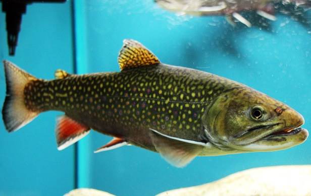 Рыбы-озер-Названия-описания-и-особенности-рыб-обитающих-в-озерах-11