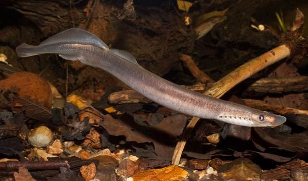 Рыбы-озер-Названия-описания-и-особенности-рыб-обитающих-в-озерах-12