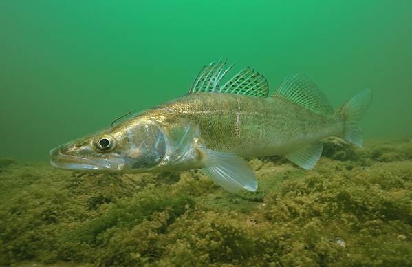 Рыбы-озер-Названия-описания-и-особенности-рыб-обитающих-в-озерах-14