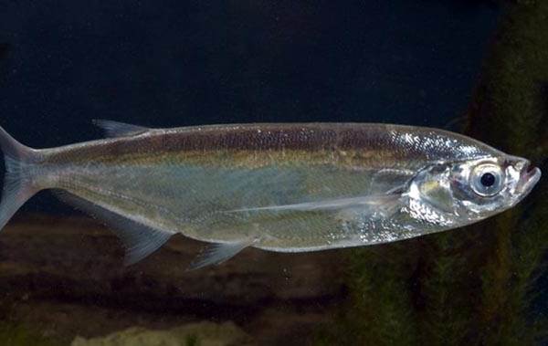 Рыбы-озер-Названия-описания-и-особенности-рыб-обитающих-в-озерах-15