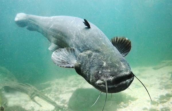 Рыбы-озер-Названия-описания-и-особенности-рыб-обитающих-в-озерах-16