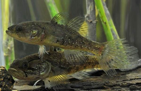 Рыбы-озер-Названия-описания-и-особенности-рыб-обитающих-в-озерах-17