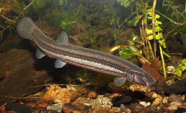 Рыбы-озер-Названия-описания-и-особенности-рыб-обитающих-в-озерах-18