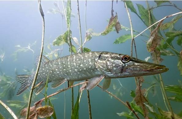 Рыбы-озер-Названия-описания-и-особенности-рыб-обитающих-в-озерах-19