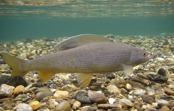 Рыбы-озер-Названия-описания-и-особенности-рыб-обитающих-в-озерах-21