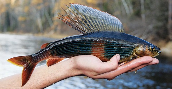 Рыбы-озер-Названия-описания-и-особенности-рыб-обитающих-в-озерах-22