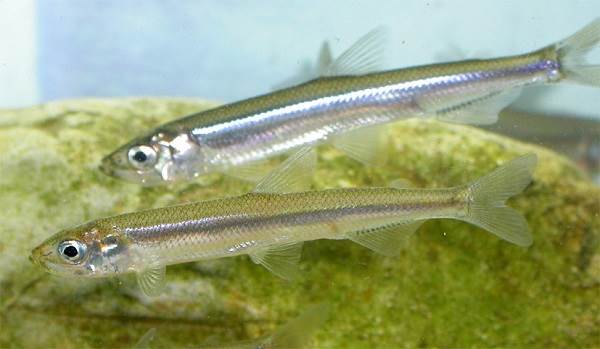 Рыбы-озер-Названия-описания-и-особенности-рыб-обитающих-в-озерах-8