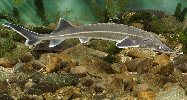 Рыбы-озер-Названия-описания-и-особенности-рыб-обитающих-в-озерах-9