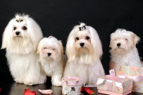 семья болонок