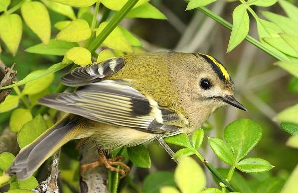 Желтоголовый-королек-птица-Образ-жизни-и-среда-обитания-желтоголового-королька-1