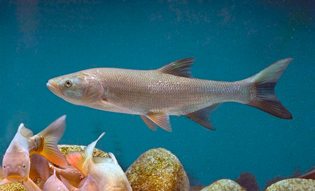 Основную опасность для жереха представляют скопы и орланы Основную опасность для жереха представляют скопы и орланы