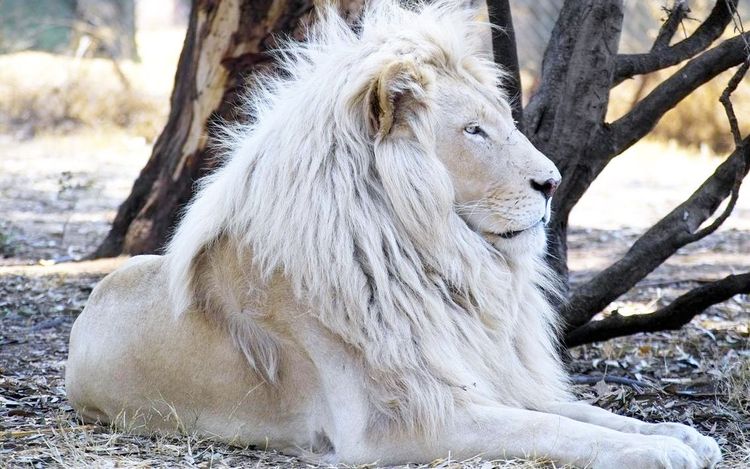 Белый лев