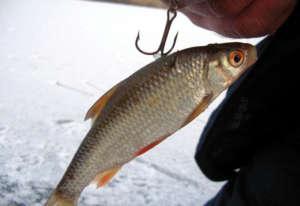 Живец плотва