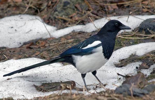 Названия-зимующих-птиц-описания-и-признаки-зимующих-птиц-10