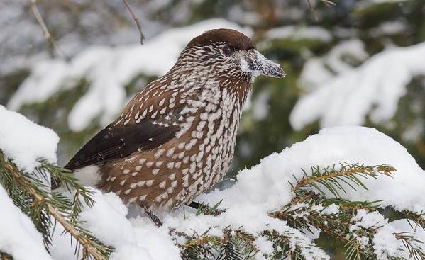 Зимующие-птицы-названия-описания-и-признаки-зимующих-птиц-13