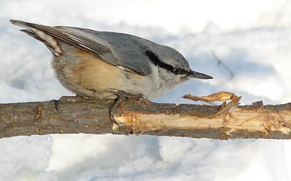 Зимующие-птицы-названия-описания-и-признаки-зимующих-птиц-15