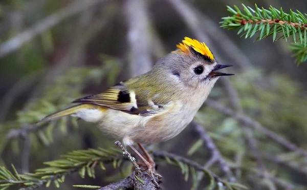 Зимующие-птицы-названия-описания-и-признаки-зимующих-птиц-16