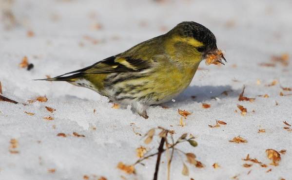 Зимующие-птицы-названия-описания-и-признаки-зимующих-птиц-17