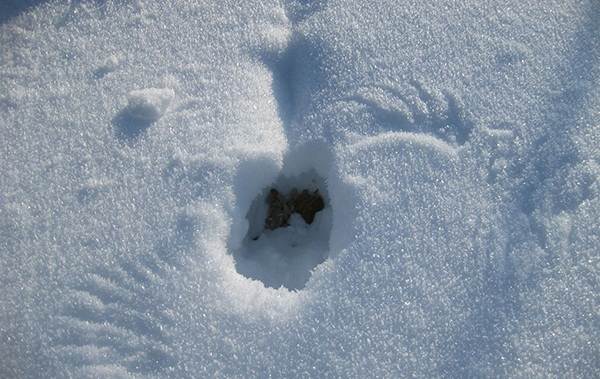 Зимующие-птицы-названия-описания-и-признаки-зимующих-птиц-18