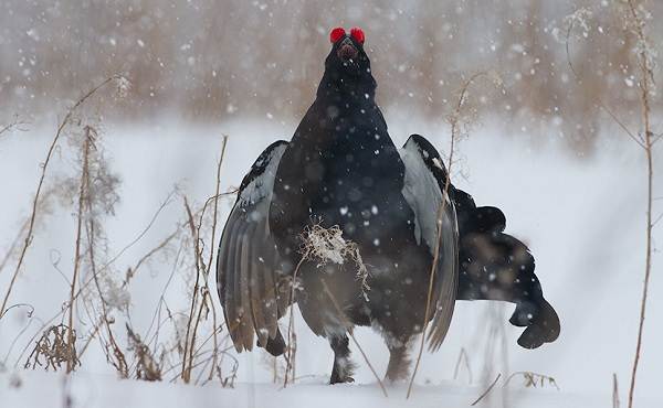 Зимующие-птицы-названия-описания-и-признаки-зимующих-птиц-19