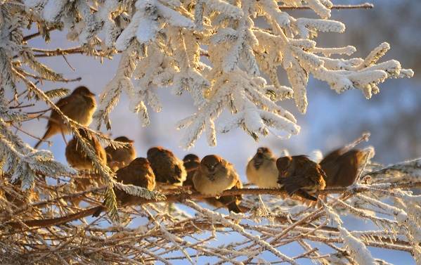 Названия-зимующих-птиц-описания-и-признаки-зимующих-птиц-21
