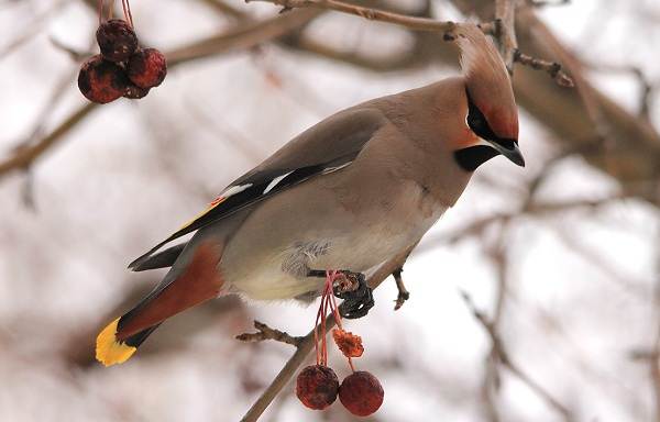 Зимующие-птицы-названия-описания-и-признаки-зимующих-птиц-8