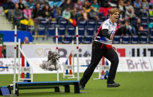 Аджилити для собак: что это такое, соревнования, породы