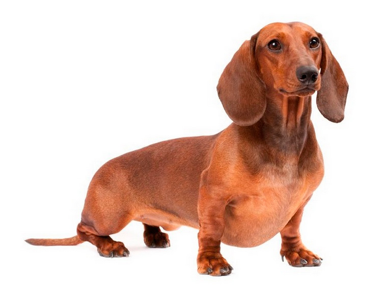 Карликовая такса порода собак