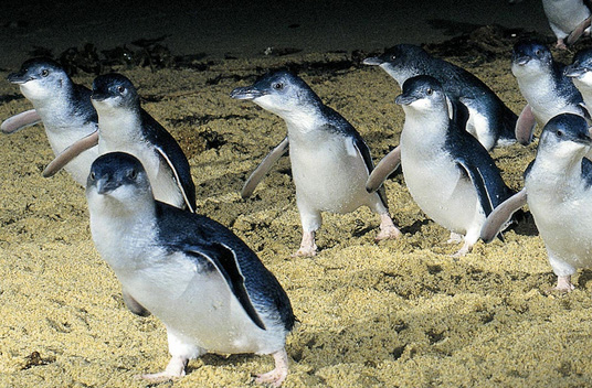 Маленький пингвин