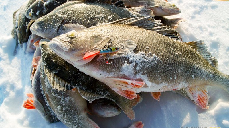 Ловля окуня в глухозимье на балансир Окунь на балансир в глухозимье