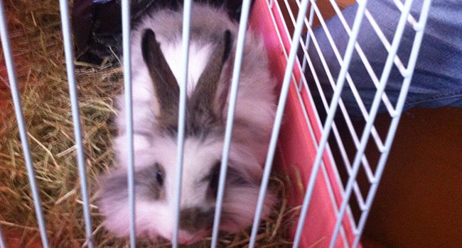 Питомец в клетке