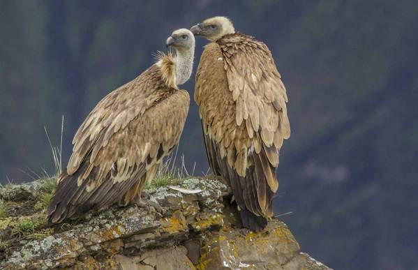 Белоголовый-сип-птица-Образ-жизни-и-среда-обитания-белоголового-сипа-6